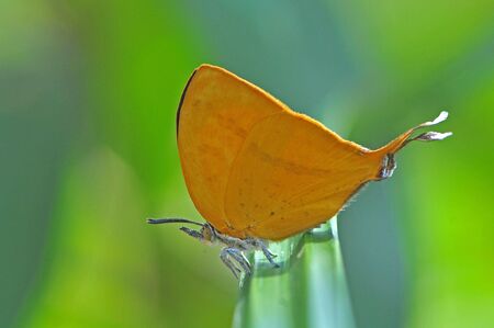 Butterflyの写真素材