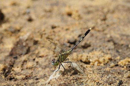 Dragonflyの写真素材