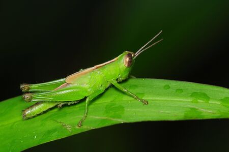Grasshopperの写真素材