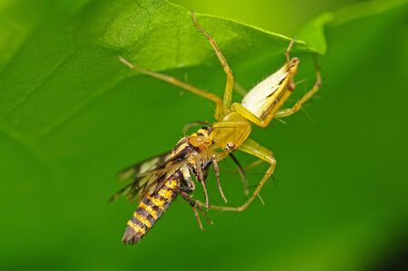 Lynx spider With Preyの写真素材