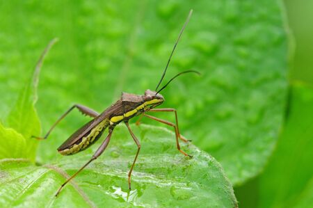 Bugの写真素材