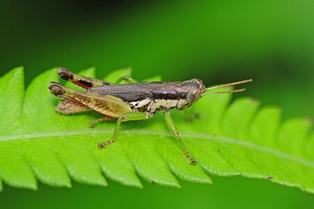 Grasshopper の写真素材