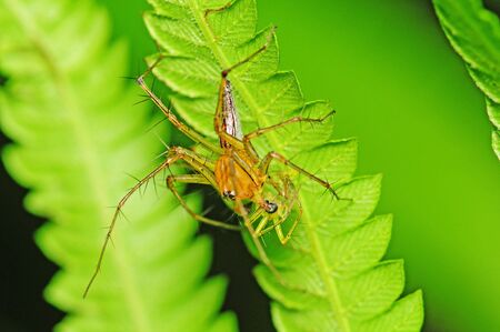 Lynx Spider With Preyの写真素材