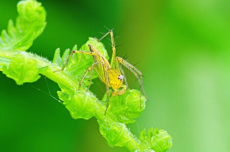 Lynx Spiderの写真素材