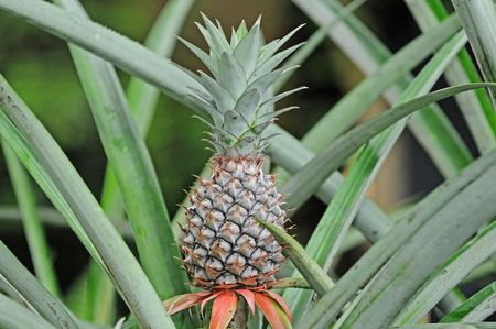 Pineapple Growing In The Farmの写真素材