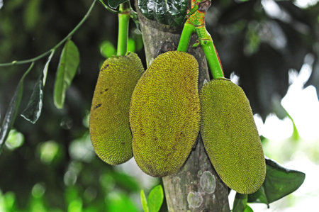 Jack Fruits On The tree