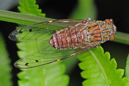 Cicada