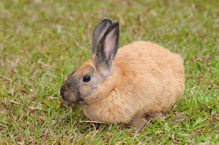 Hare In The Fieldの写真素材