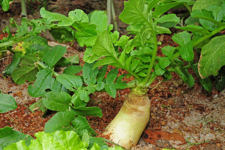 Raddish In The Garden