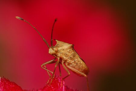 Bugの写真素材
