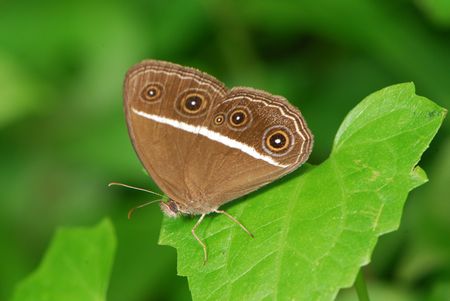 Butterflyの写真素材