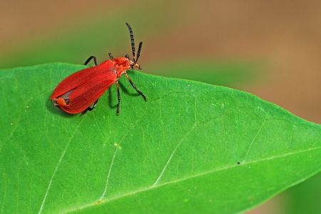 Red Bugの写真素材