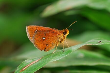Skipper Butterflyの写真素材