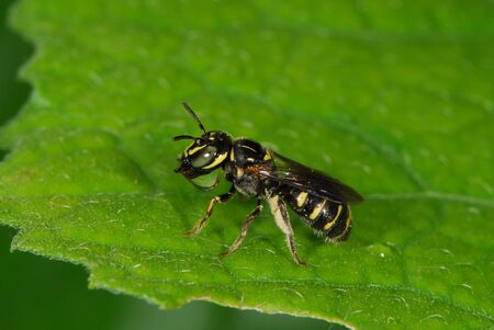 Waspの写真素材