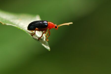 Beetleの写真素材