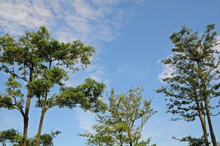 Trees Against Blue Skyの写真素材