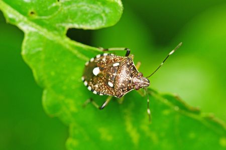 Bugの写真素材