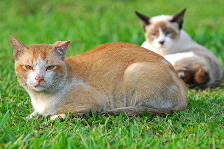 cats