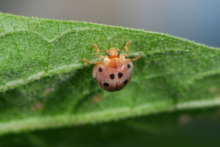 Ladybugの写真素材