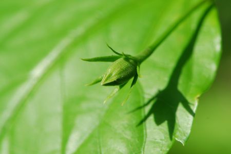 Flower Bud  And Shadowの写真素材