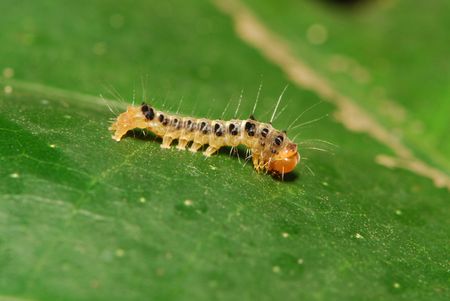 Caterpillarの写真素材