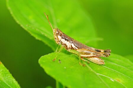 Grasshopperの写真素材