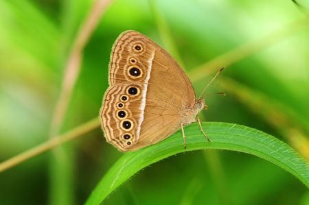 Butterflyの写真素材
