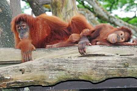 Gorilla Familyの写真素材