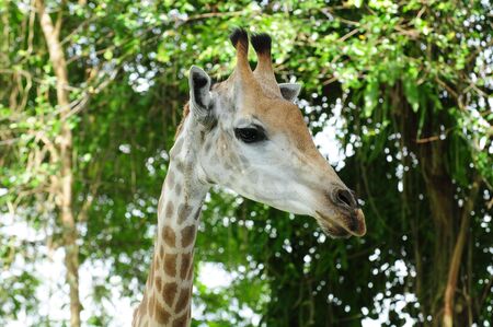Closeup Of a Girraffeの写真素材