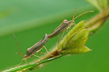 Mating Bugsの写真素材
