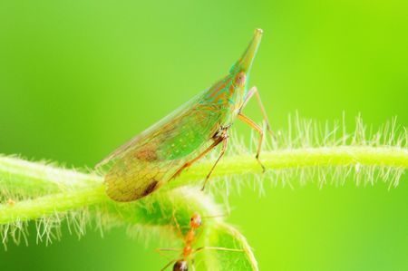 Leaf Hopperの写真素材