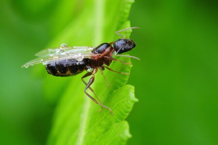 Winged Antの写真素材