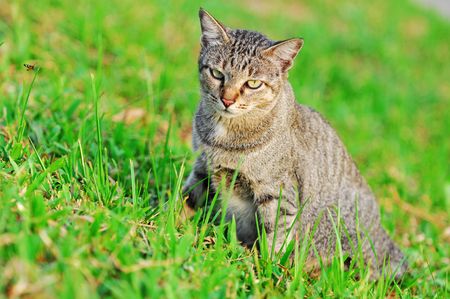 Cat In The Fieldの写真素材
