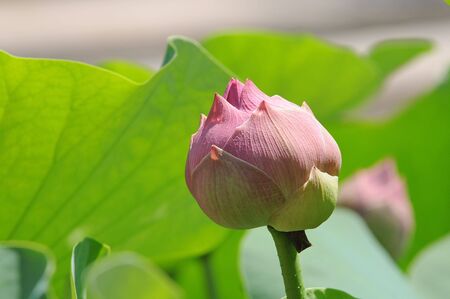 Lotus Flower Budの写真素材