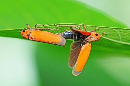 Leave Hoppers Matiingの写真素材