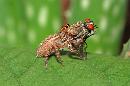 spider with Prey