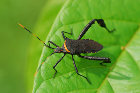 Bug