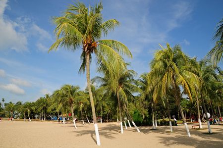 Coconut trees Against Blue skyの写真素材