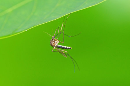 Mosquito 