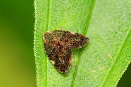 Brown Mothの写真素材