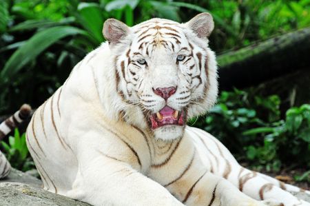 White Tigerの写真素材