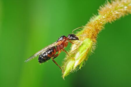 Flying Ant With dew Dropsの写真素材