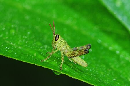 A Young Grasshopperの写真素材