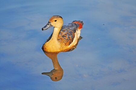 Water Duckの写真素材
