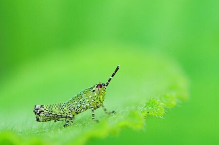 Small Grasshopperの写真素材