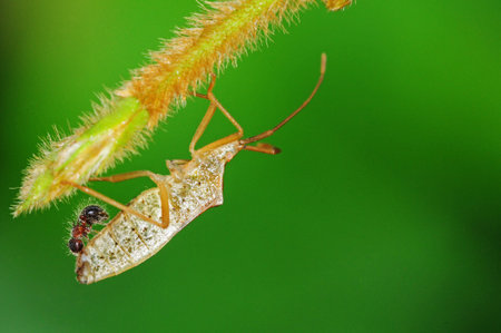 Ant And Bug