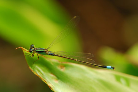 Damselfly