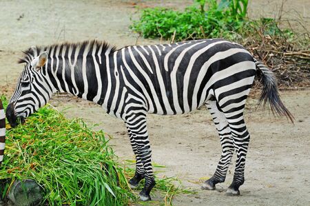 Zebra feedingの写真素材