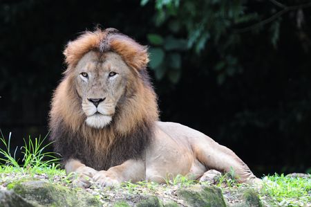 Closeup Of A Male Lionの写真素材