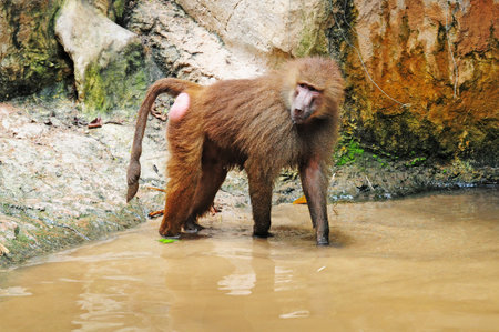 Baboon In The Water